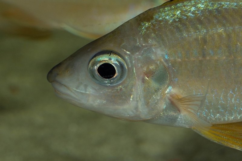 Ophthalmotilapia nasuta 'Kipili'